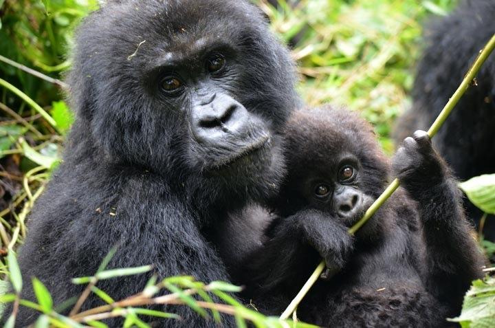 5 days Bwindi Uganda Gorilla Safari Tour