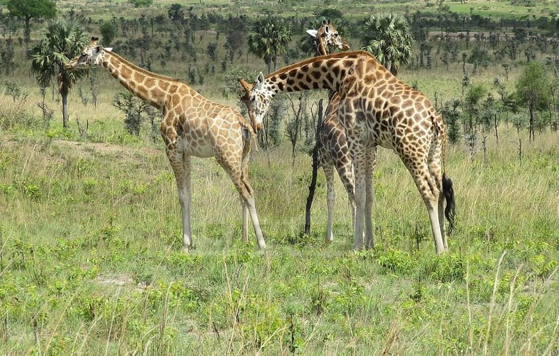 Kidepo Valley Wildlife Safari