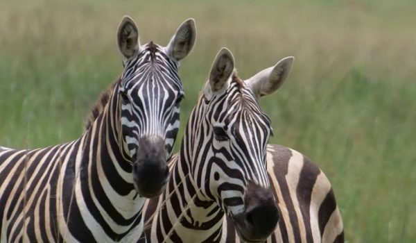 uganda safaris tours