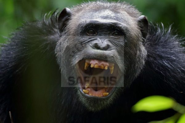 Rwanda wildlife safaris
