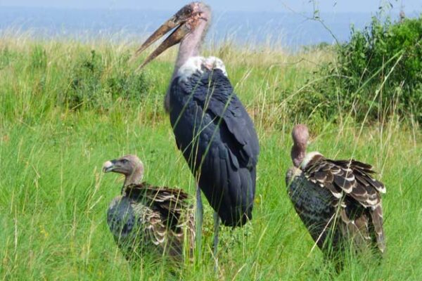 Birding Destinations in Uganda