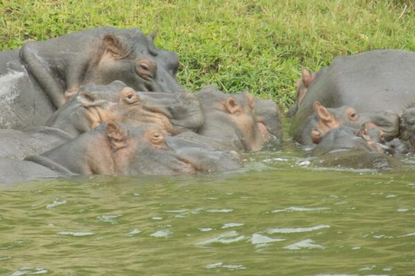 Hippos in Murchison Falls