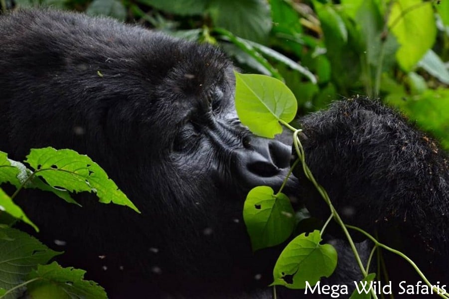 5 Days Wildlife & Gorilla Trekking Uganda Safari