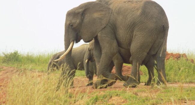 Facts About African Elephants