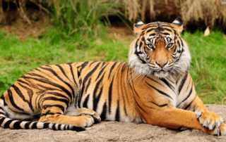 tigers in Uganda
