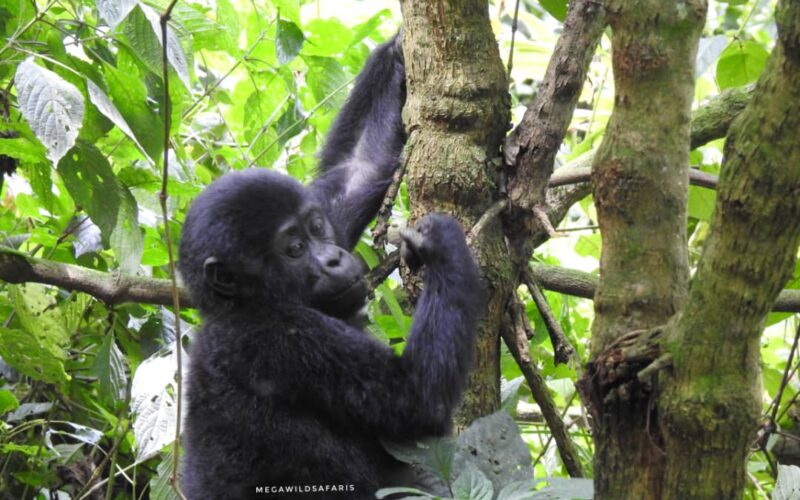 Uganda Rwanda Wildlife Safari Tour