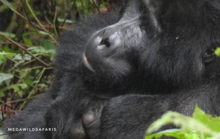 Requirements for Gorilla Trekking in Uganda