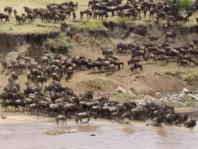 Classic Kenya Safari