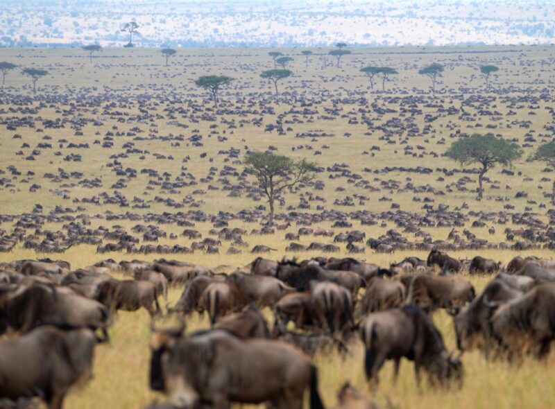 Best of Kenya Safari