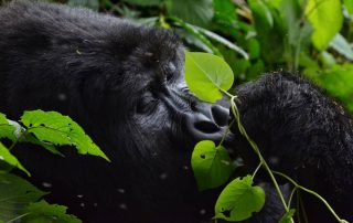 3 Day Uganda Gorilla trekking Safari