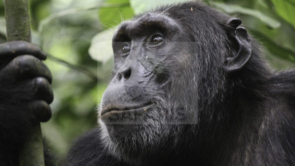 12 Days Tanzania Wildlife Safari Uganda Gorilla Tour