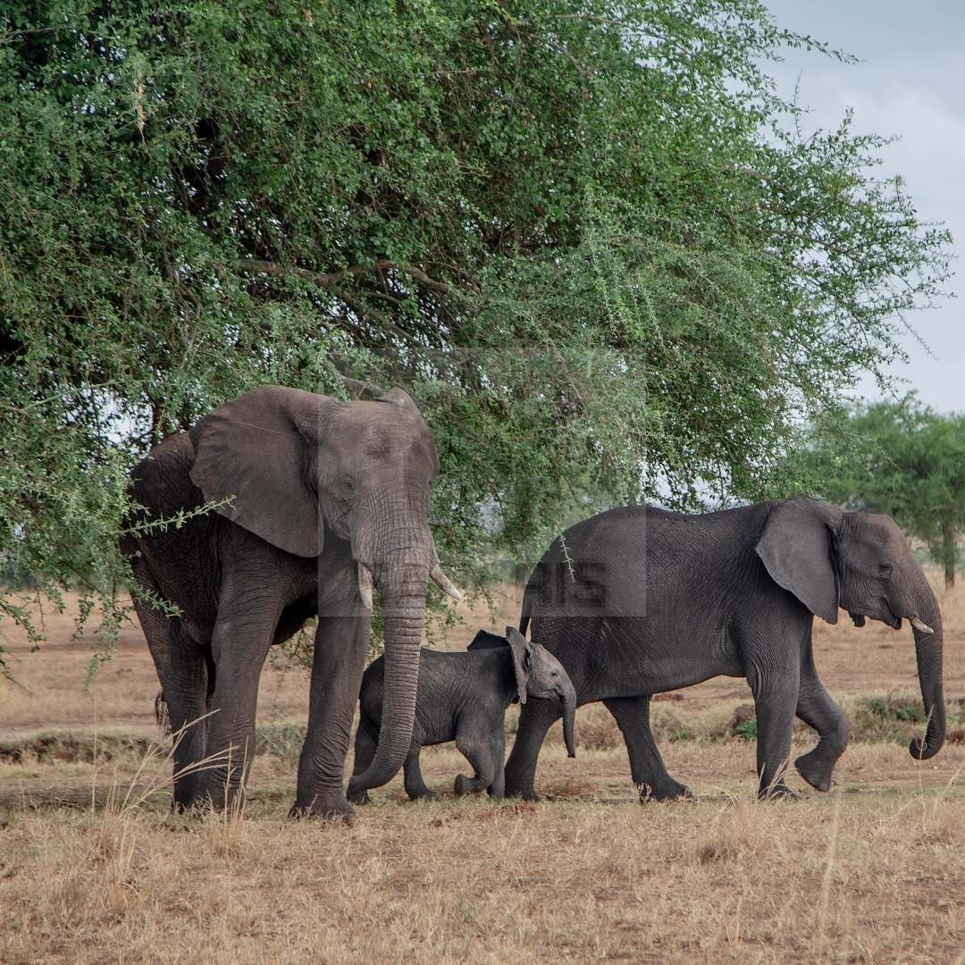 Uganda WildZambia Adventure Safarislife Safaris