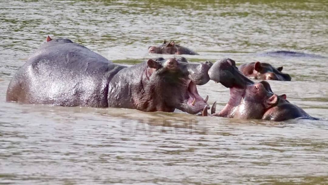 Hippopotamuses well known as Hippos
