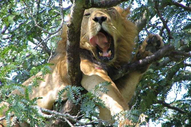 Tree Climbing Lions in Africa