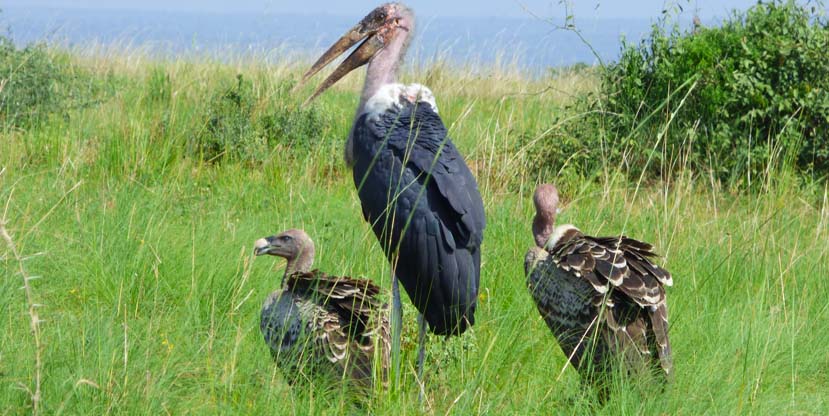 Bird Watching Safaris in Uganda
