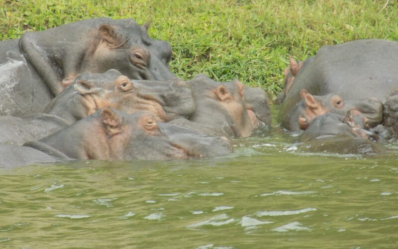 Hippos in Murchison Falls