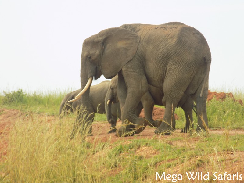 Facts About African Elephants