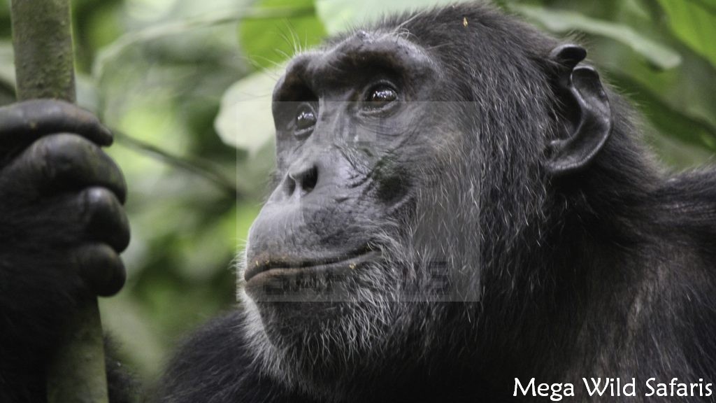 5 Days Uganda Wildlife Safaris Primate tour