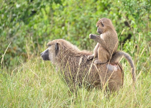Olive baboons