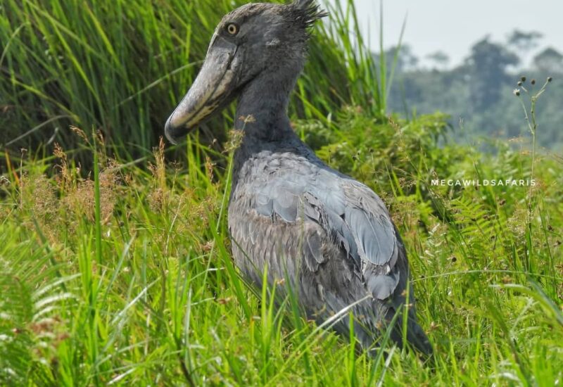 Uganda Birding Wildlife Safari