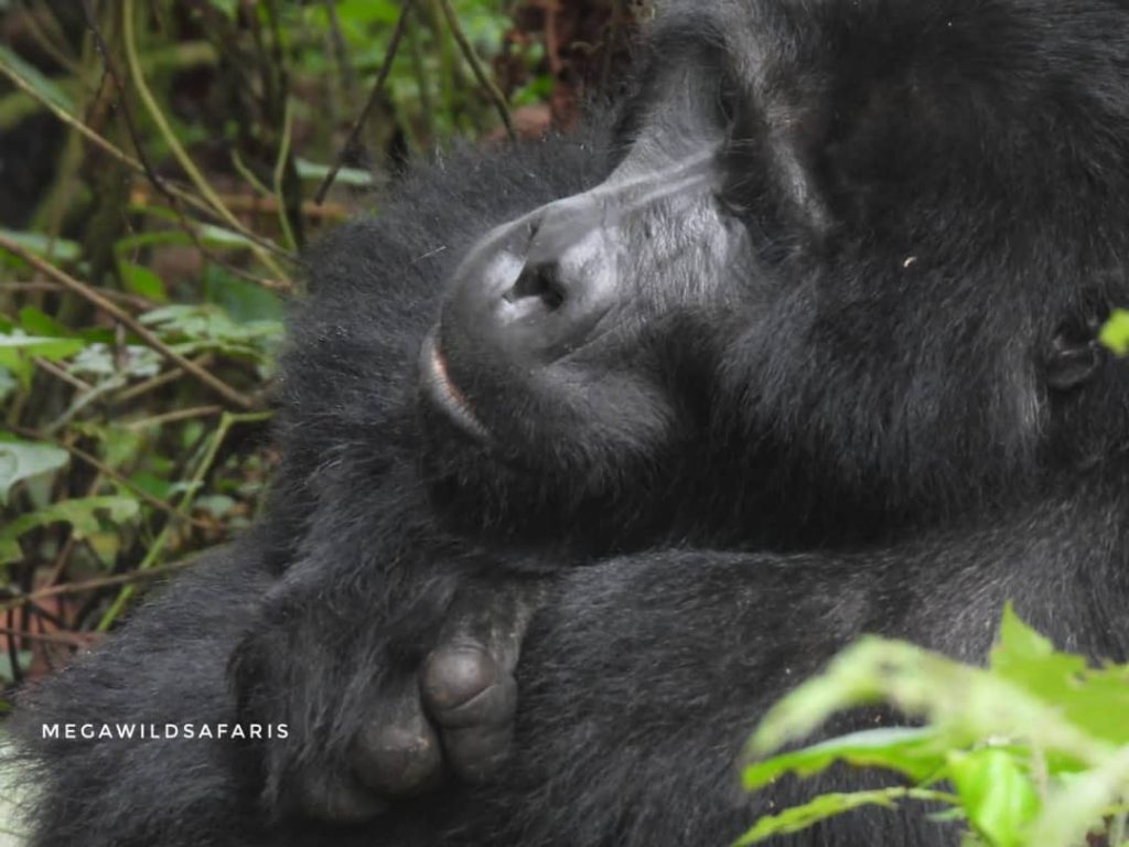 Requirements for Gorilla Trekking in Uganda