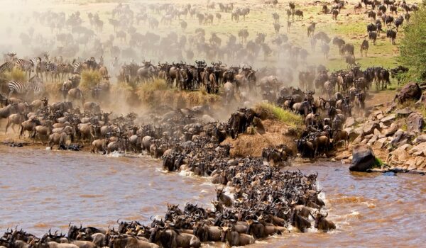 wildebeest migration in Kenya