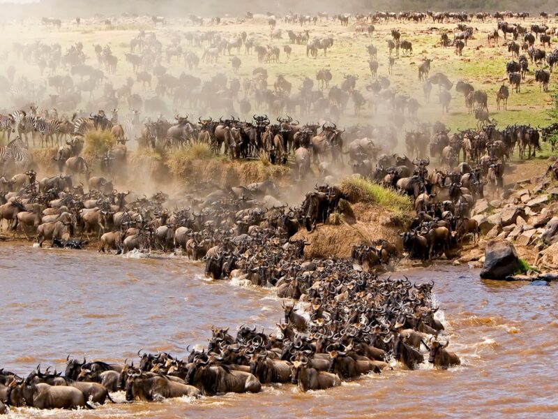 wildebeest migration in Kenya